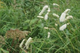 ベニヤ原生花園