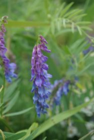 ベニヤ原生花園