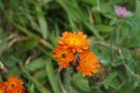 ベニヤ原生花園