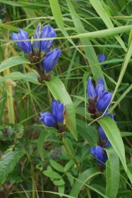 ベニヤ原生花園