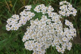 ベニヤ原生花園