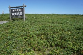 オムサロ原生花園