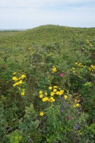 サロマ湖ワッカ原生花園