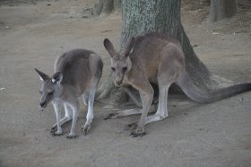 丸山動物園