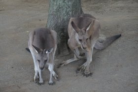 丸山動物園