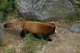 丸山動物園