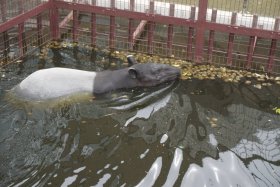 丸山動物園