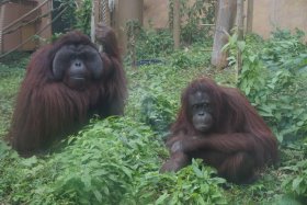 丸山動物園