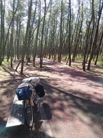 シーガイヤ近くの森林公園自転車道