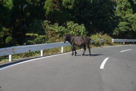 都井岬の野生馬（御崎馬）