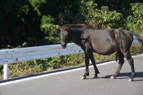 都井岬の野生馬（御崎馬）